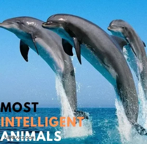 Top 10 Most Intelligent Animals On Earth SEE >> Highest Animal IQ